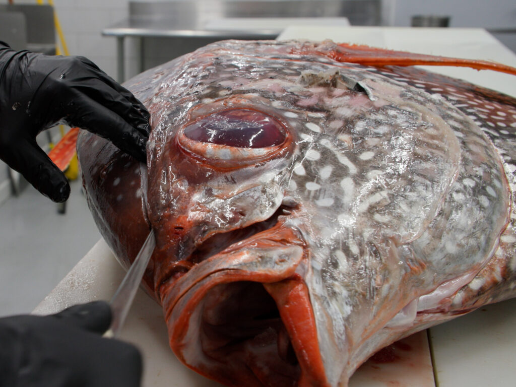 Opah fillet process