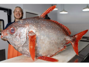 Opah fish ready for processing.