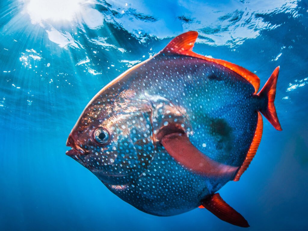 Opah fish underwater.
