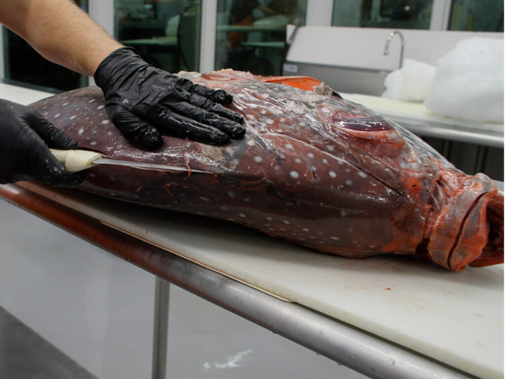 Slide the knife toward the head of the opah
