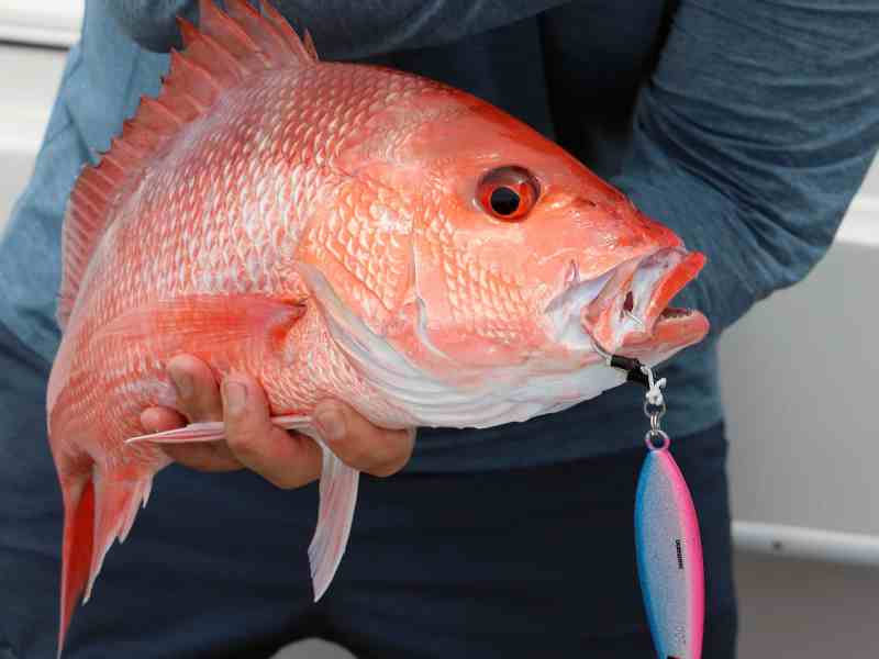 Alabama red snapper caught on a jig