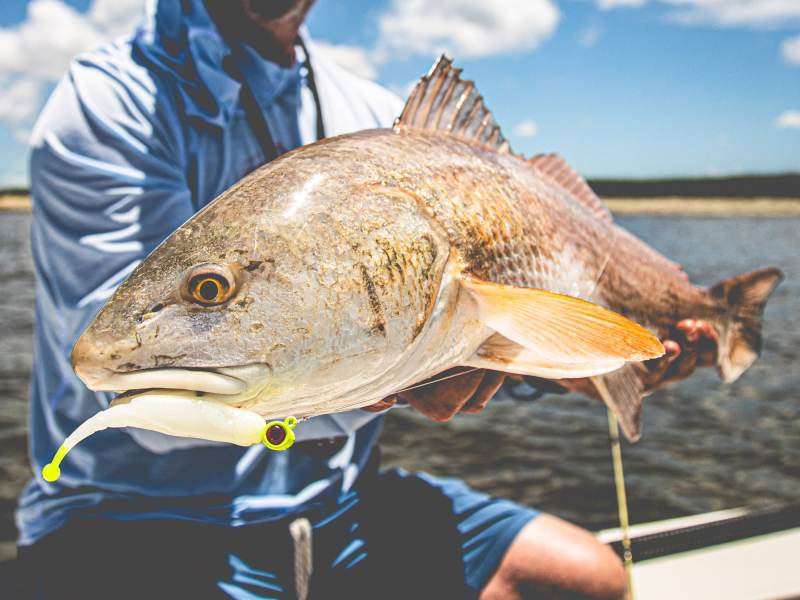 Redfish-Lure Redfish with a Z-Man lure