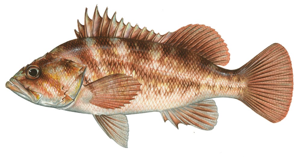 Copper rockfish
