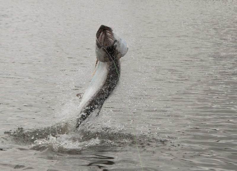 Top Tarpon Lures