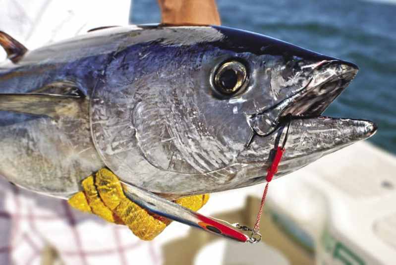 0813jersey-tuna-opener.jpg