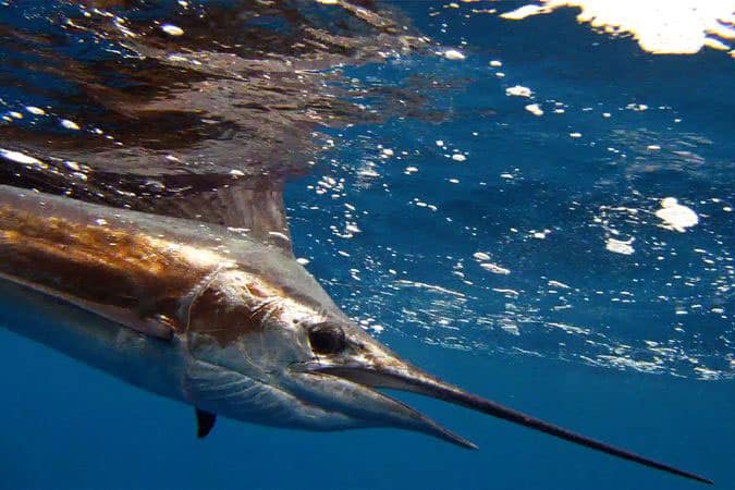 0913-sailfish-.jpg