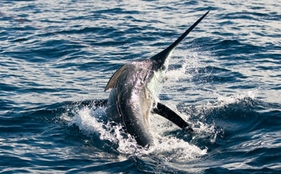100-0209panama_marlin.jpg