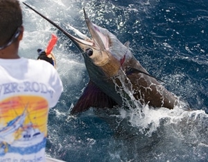 100-0210light_sailfish.jpg