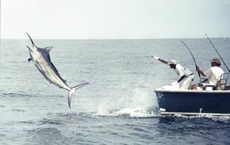 100-0309observe_fish.jpg