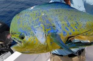 Mid-Atlantic Mayhem | Salt Water Sportsman