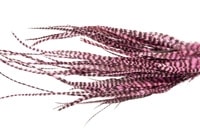 11feather 11feather
