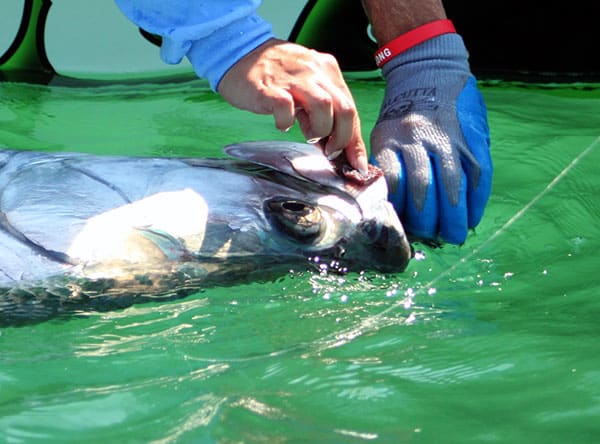 Tarpon FWC Tagging Tarpon FWC Tagging
