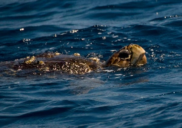 Jupiter Offshore