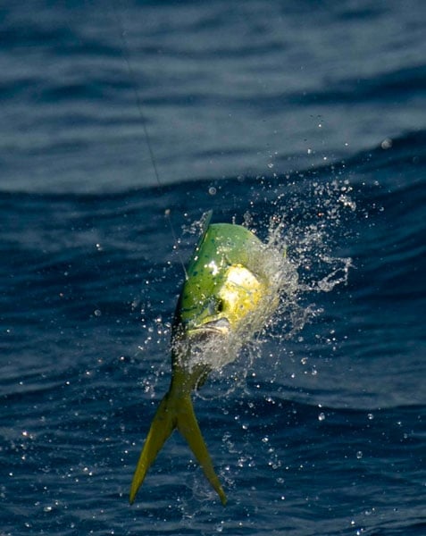 Jupiter Offshore