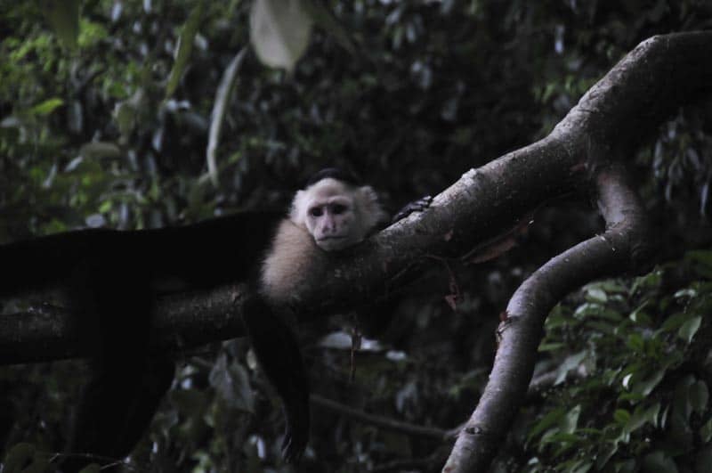 A Trip to Panama