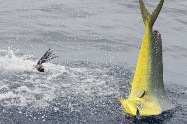 Panama's Islas Secas