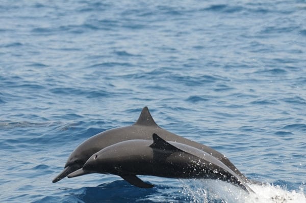 Panama's Islas Secas
