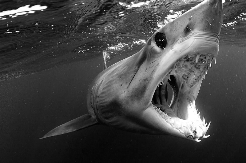 mako shark fishing in California