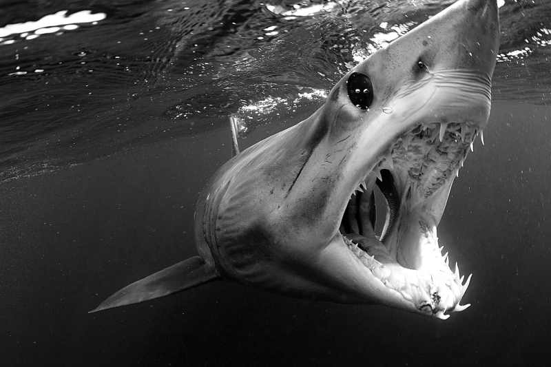 Mako shark (Isurus oxyrinchus) Cape Point, South Africa SLS0915_F3-MAKO_Monster Makos