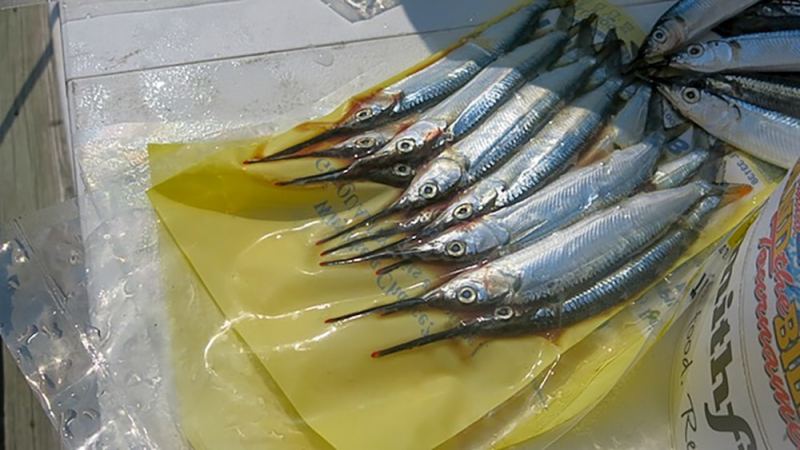 The Biscuit Ballyhoo Rig for White Marlin