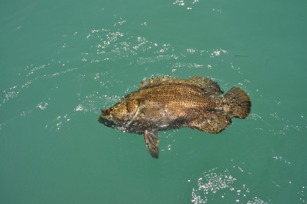 tripletail fishing