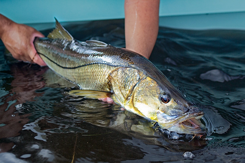 fishing for snook in Florida