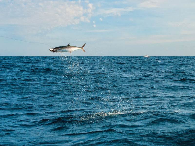 Kingfish skyrocket on trolling lures