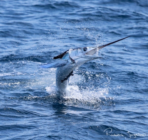 mp sailfish mp sailfish