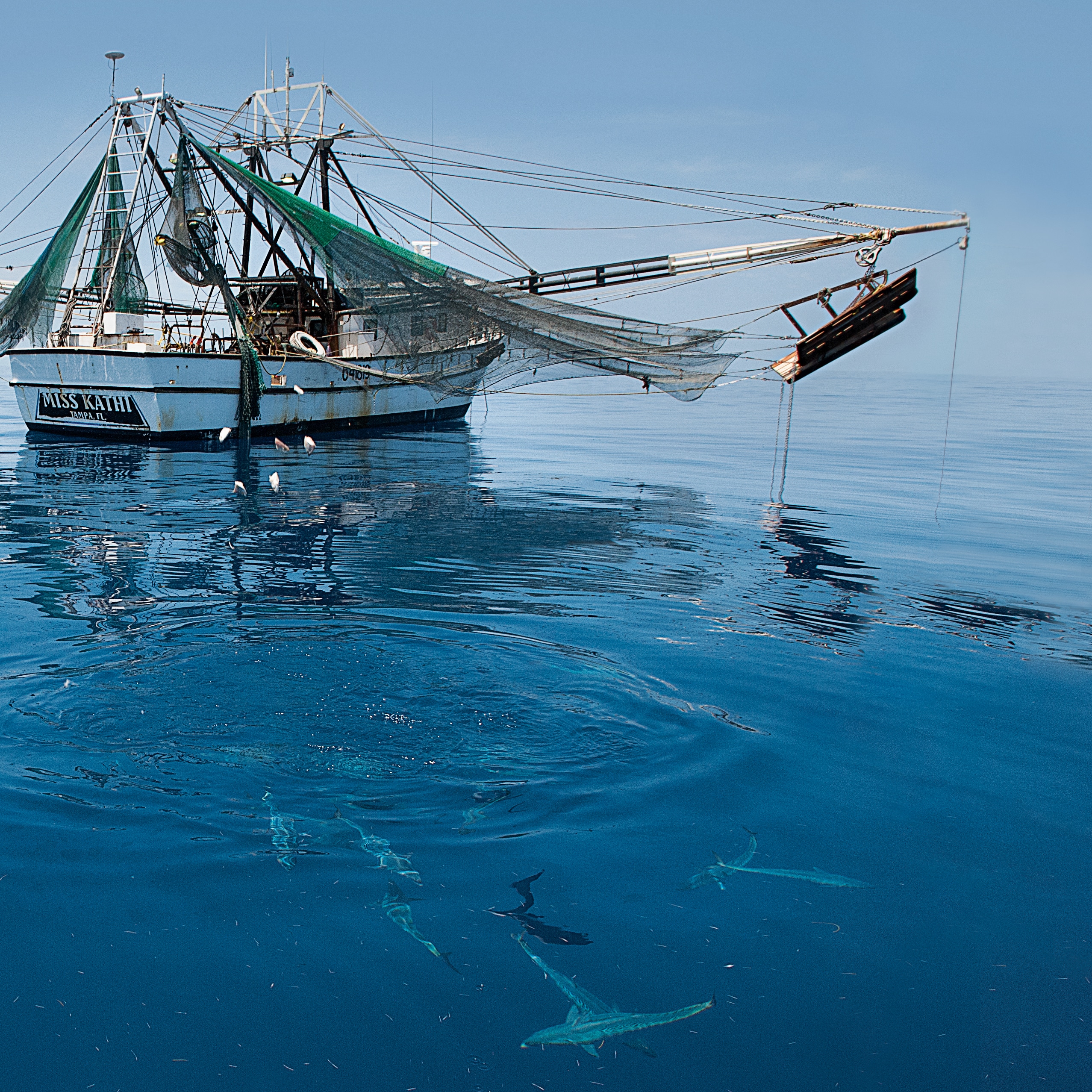 Chumming Tips, How to Fish with Chum | Salt Water Sportsman