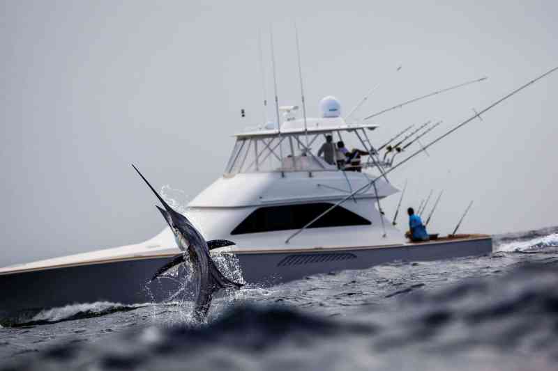 Sailfish leaping out of the water