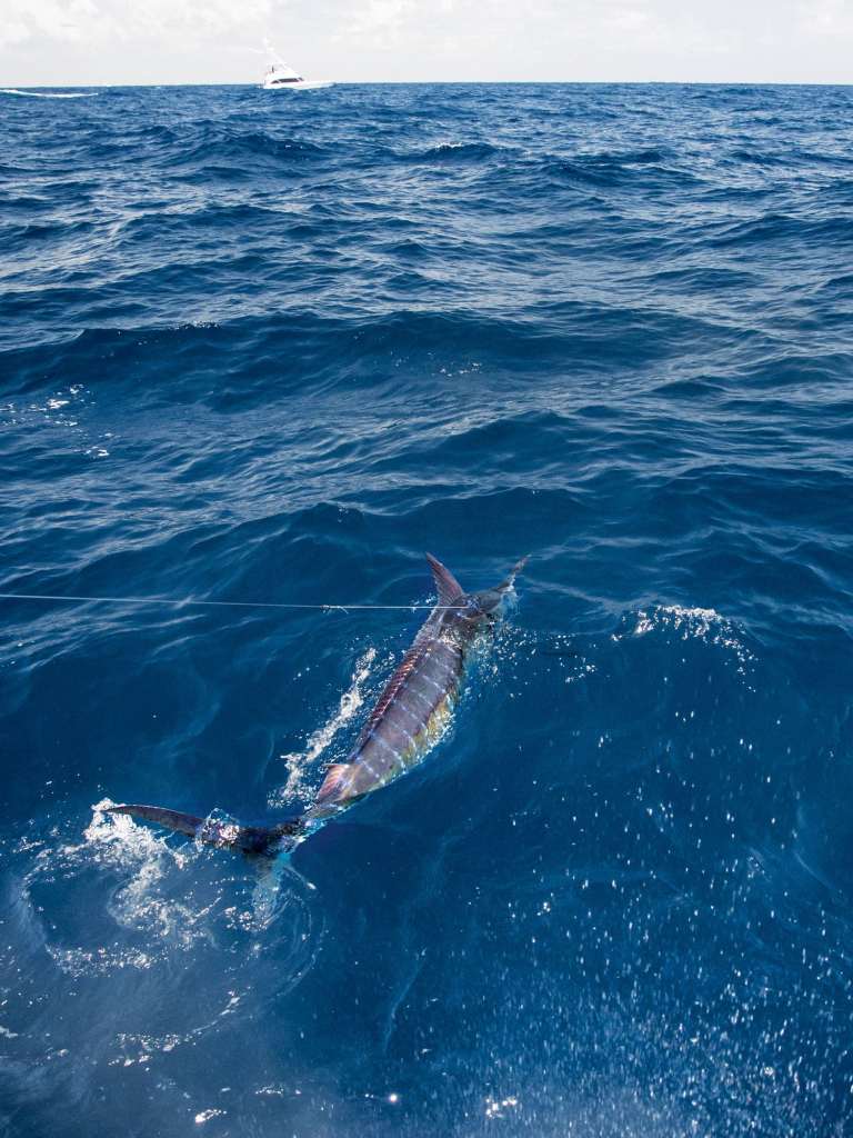 Marlin fishing in the Dominican Republic