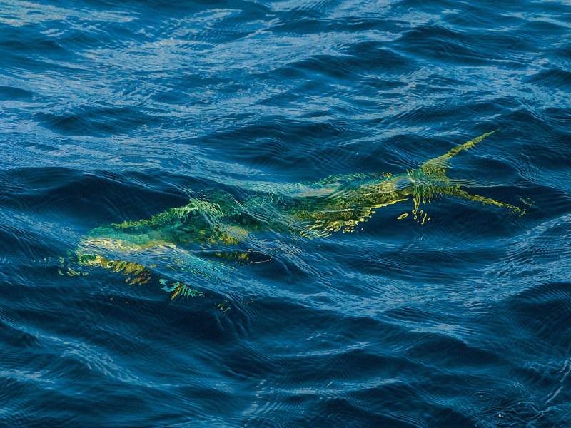 Islamorada fishing