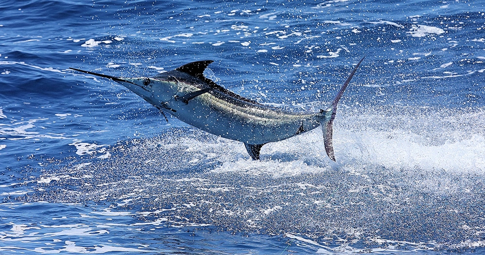 marlin camp