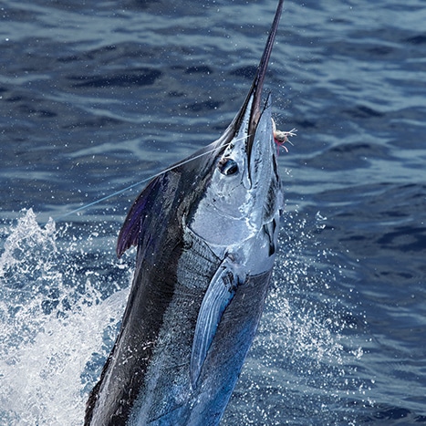 Blue marlin jump