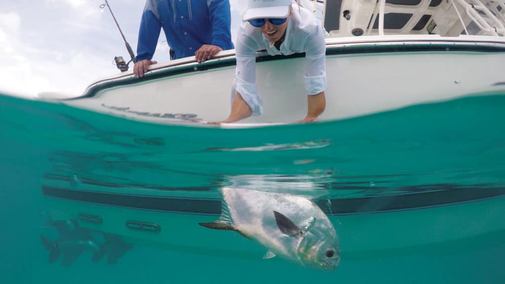 Catching permit on a shallow wreck