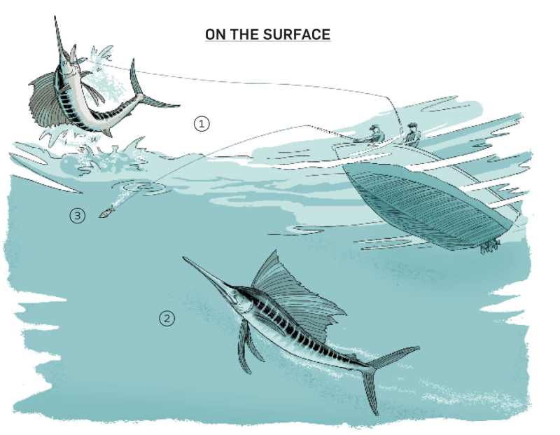 Catching other fish at the surface