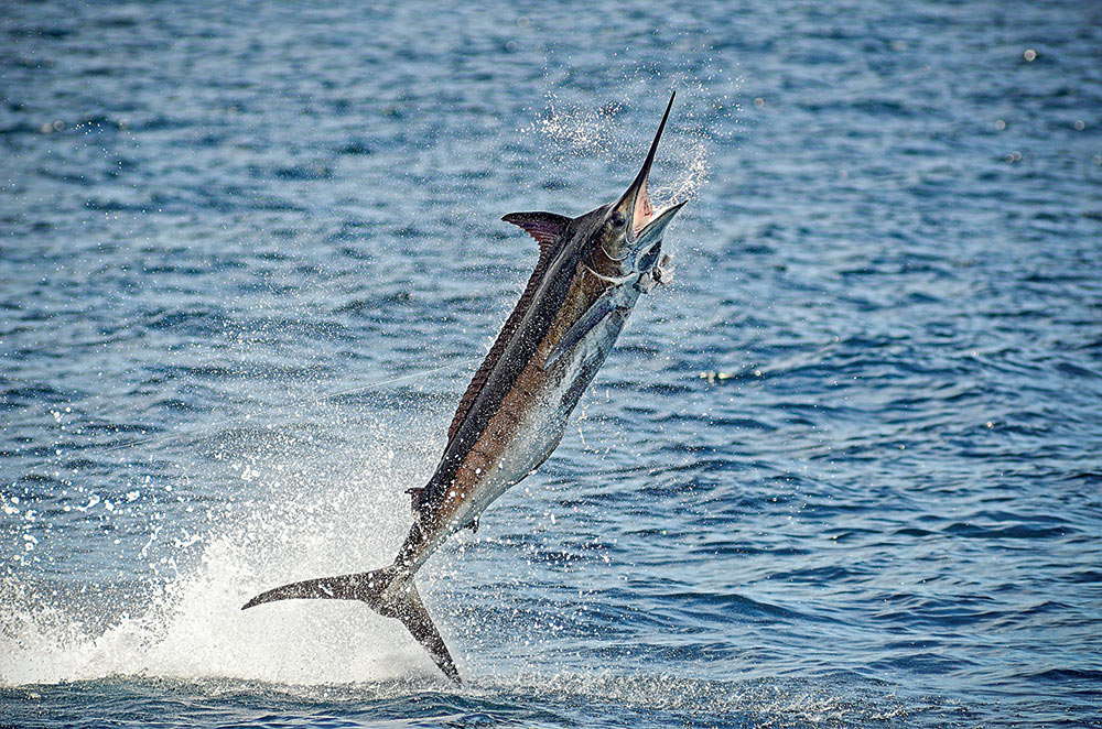 Blue marlin jumping out of the water