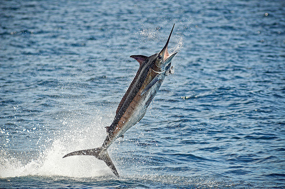 Blue marlin jumping out of the water