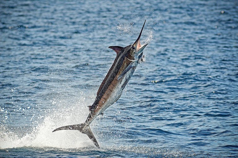 Blue marlin jumping out of the water