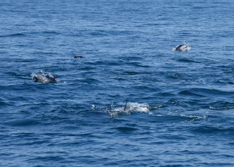 Tuna feeding frenzy