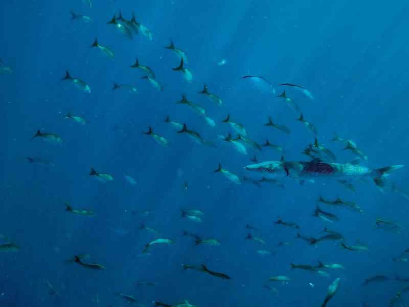 Barracuda around wreck
