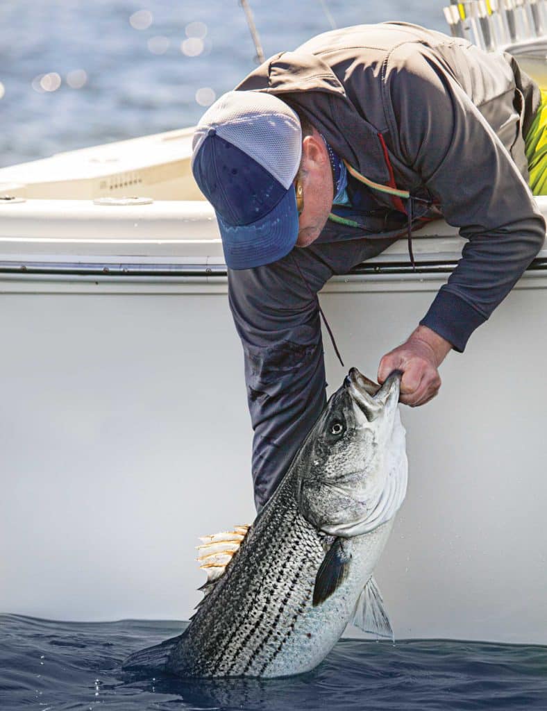 Releasing large striped bass
