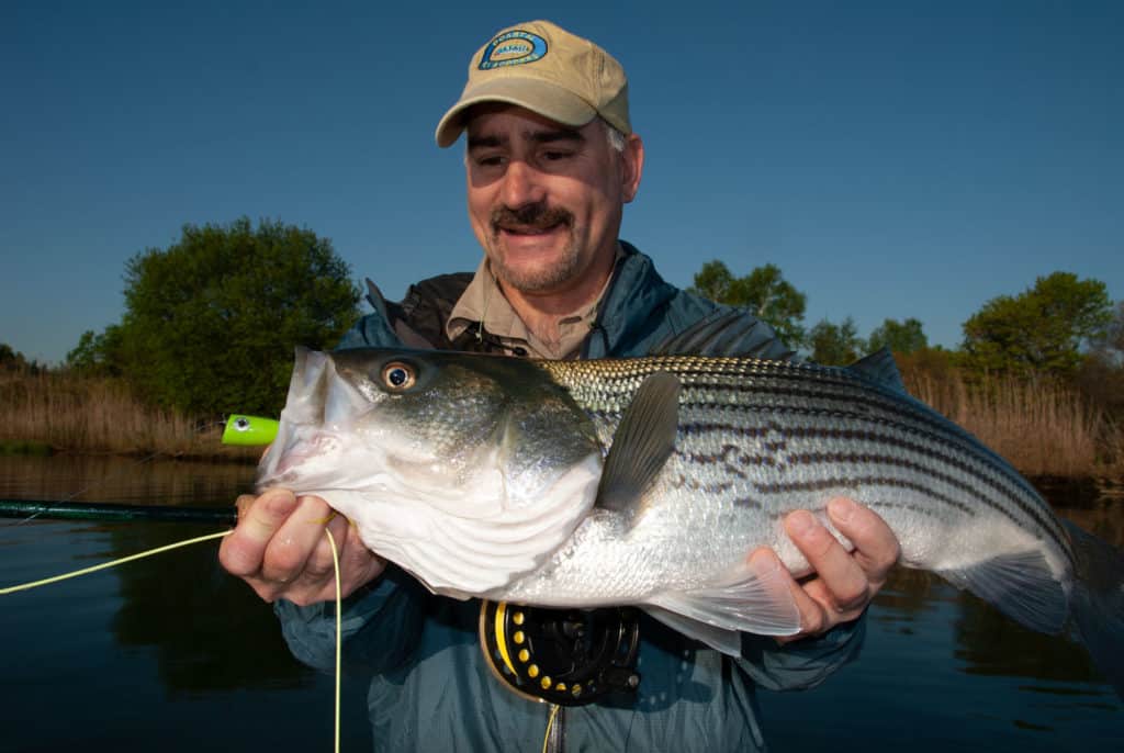Large striped bass