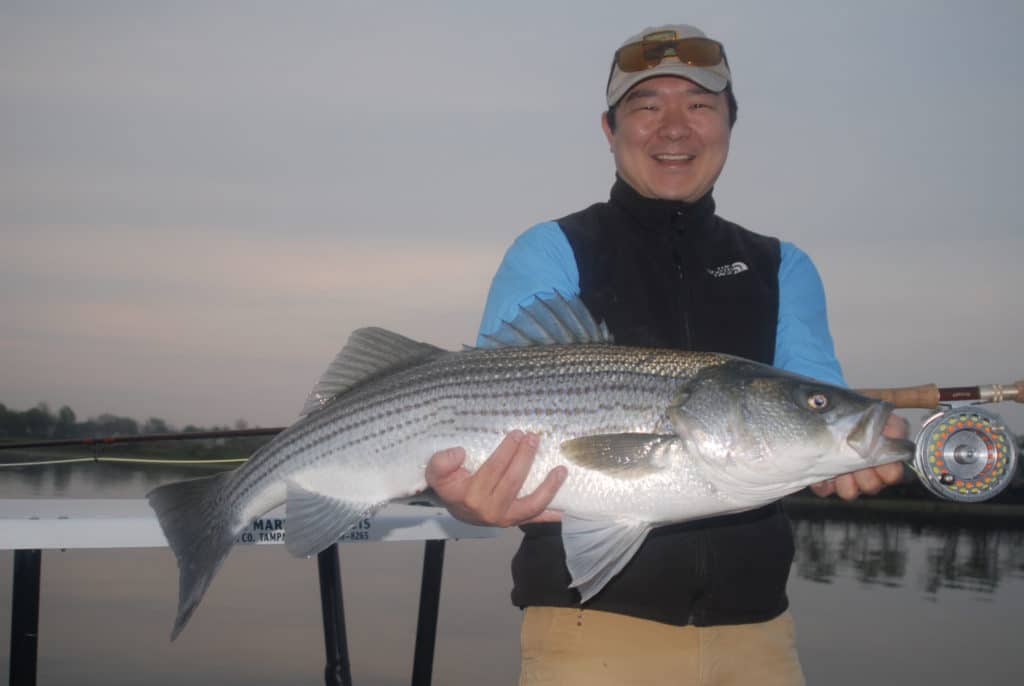 Spring striped bass caught on a flat