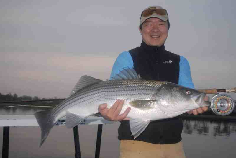 Spring striped bass caught on a flat