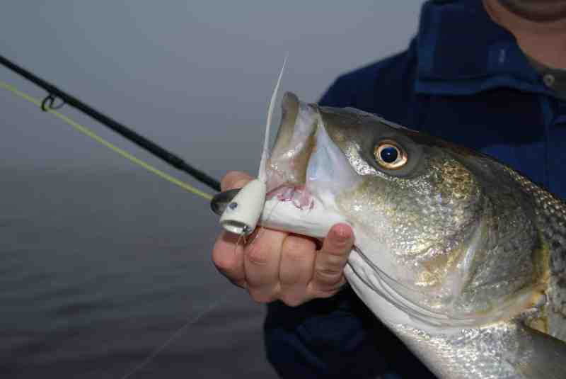 Striper caught on a popper