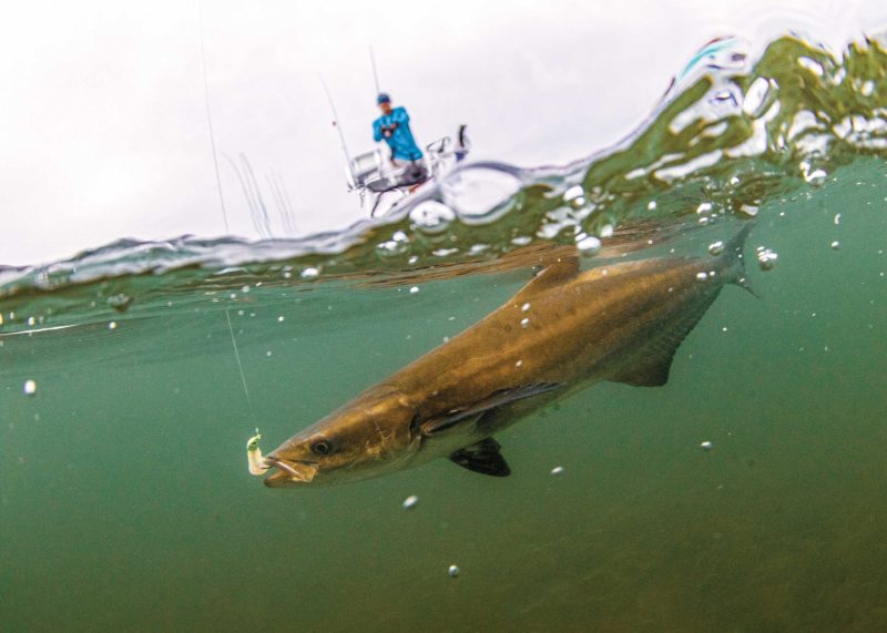 Nice cobia caught near shore