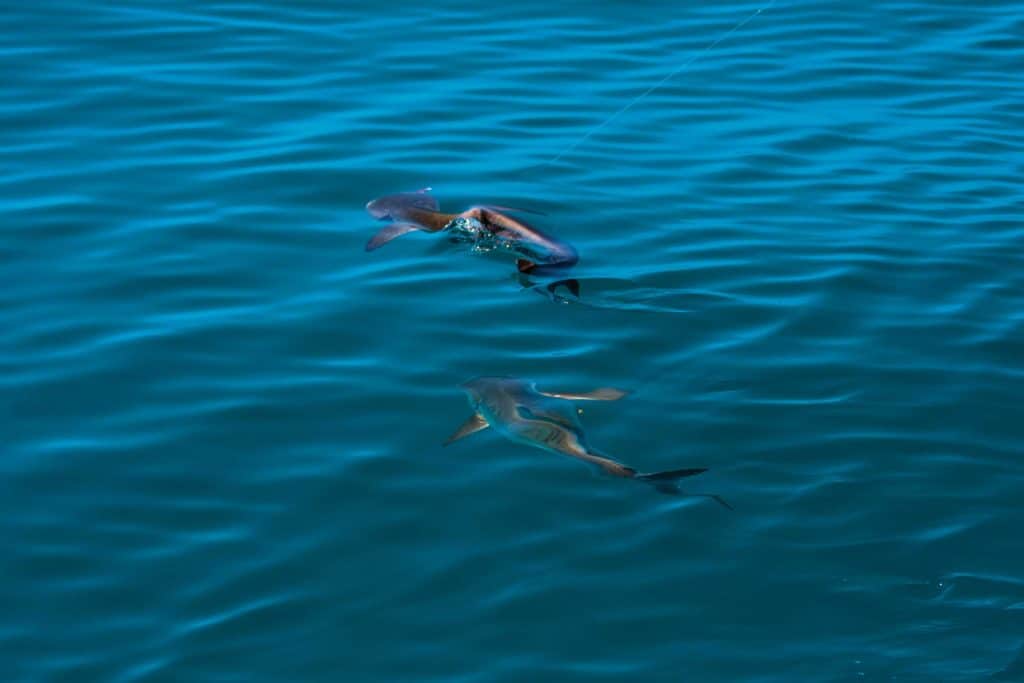 Hooked cobia attracts a second cobia