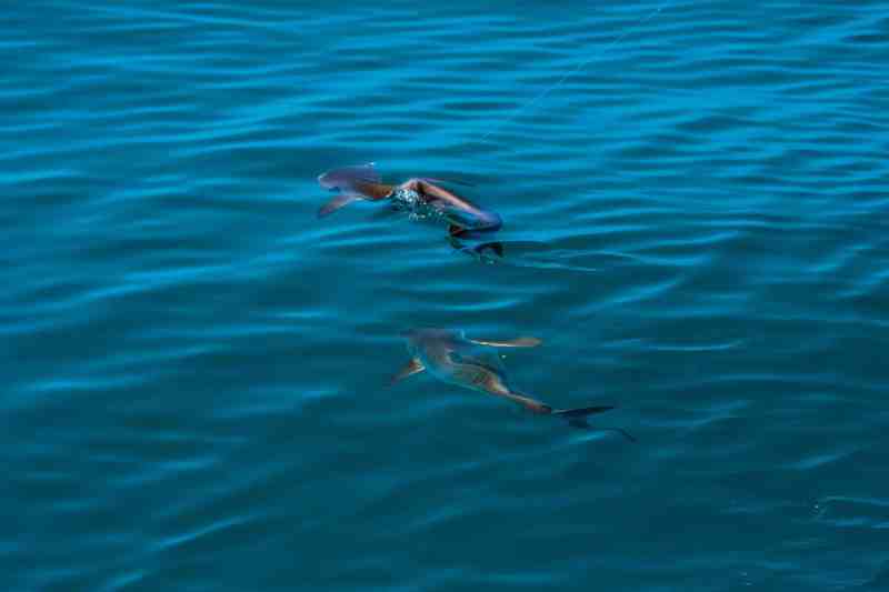 Hooked cobia attracts a second cobia