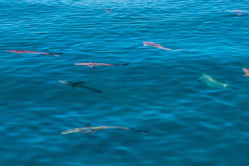 School of cobia chasing live bait